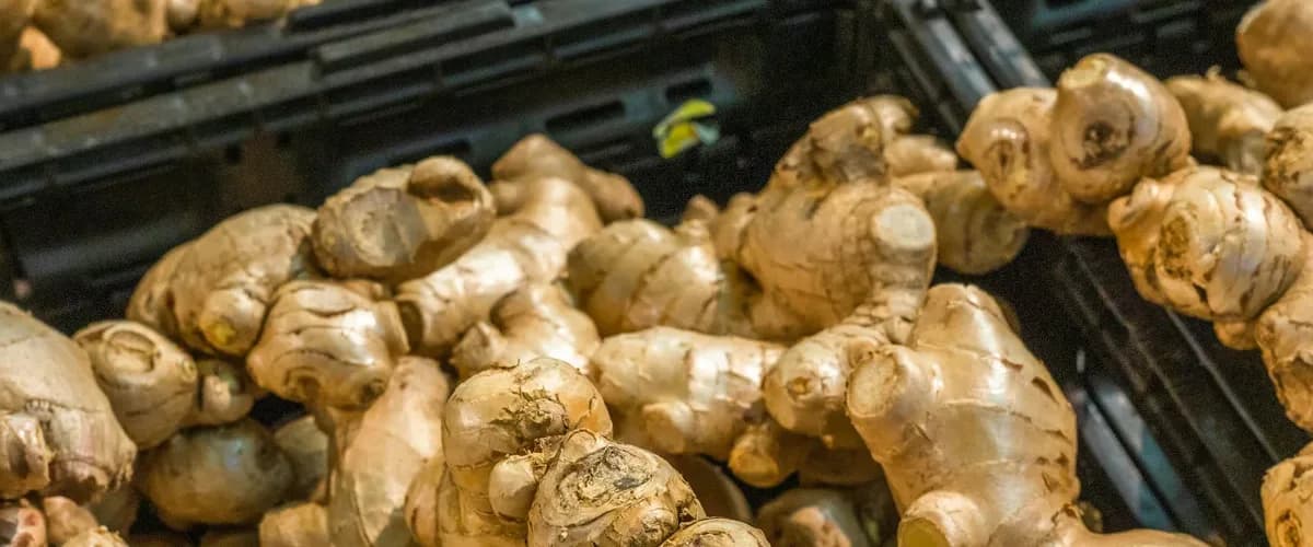 Comment conserver le gingembre frais : toutes les méthodes